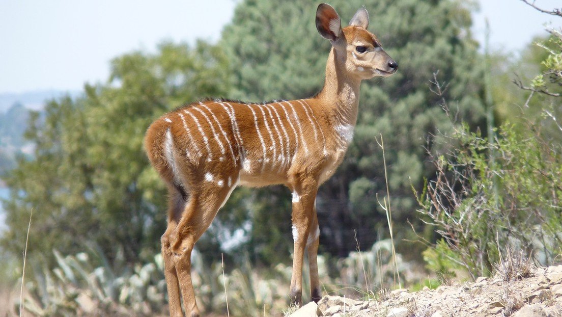 VIDEO: Cría de antílope cornea a un leopardo, pero este la observa con tranquilidad durante casi dos horas y entonces la come