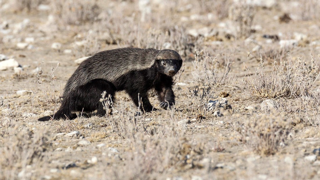 VIDEO: Dos chacales salvan al mamífero terrestre más agresivo del mundo de un ataque y reciben un 'violento agradecimiento'