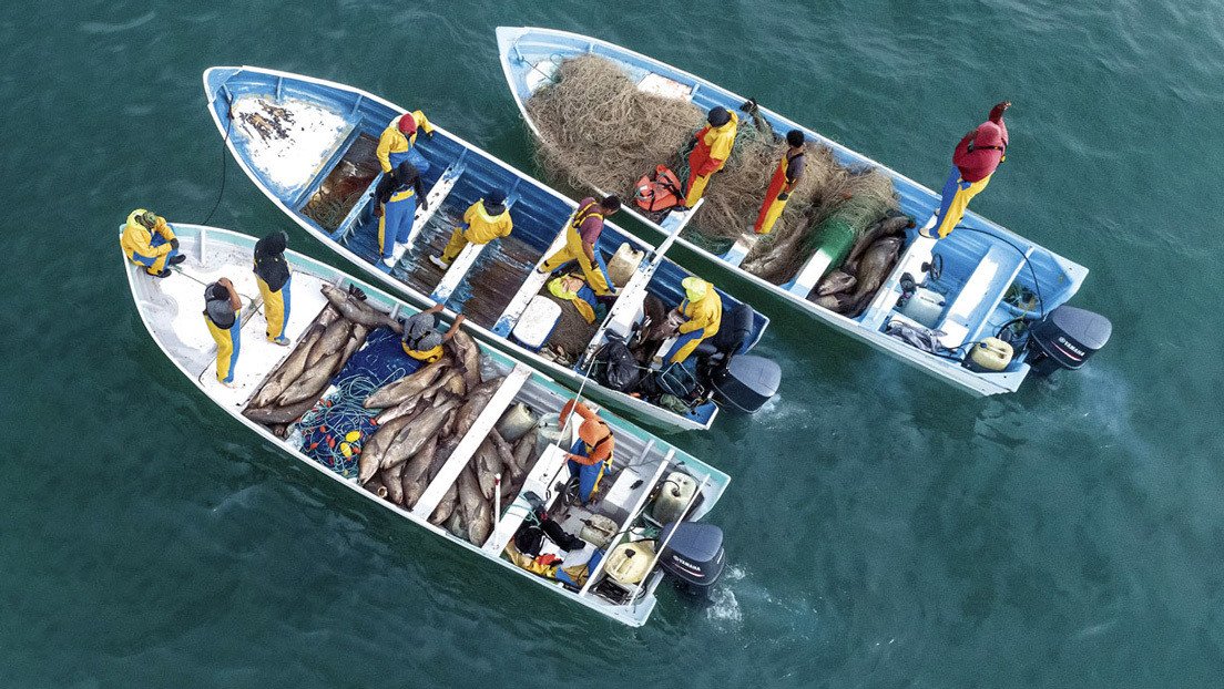 VIDEO: Denuncian la pesca masiva e ilegal en México de totoabas, una especie en peligro de extinción