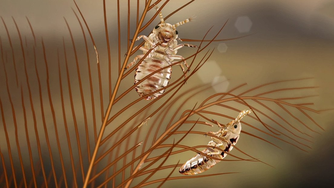 FOTO: Encuentran los piojos más antiguos conocidos en plumas de dinosaurios