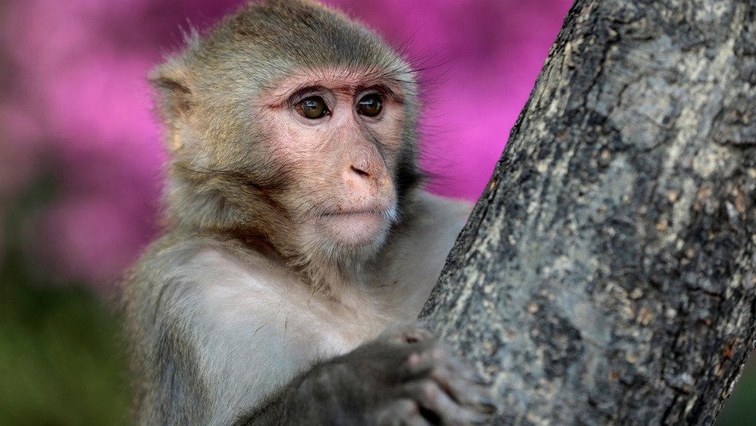 El secreto está en los monos: descubren que el habla humana apareció 20 millones de años antes de lo que se creía