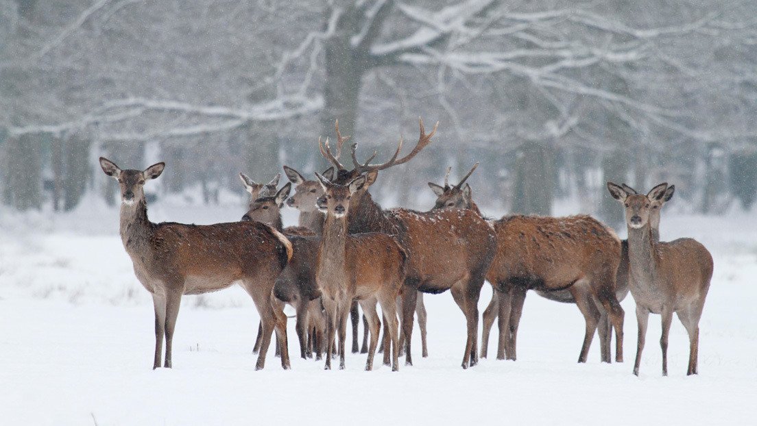 VIDEO: Patinador acude al rescate de tres ciervos atrapados en el hielo