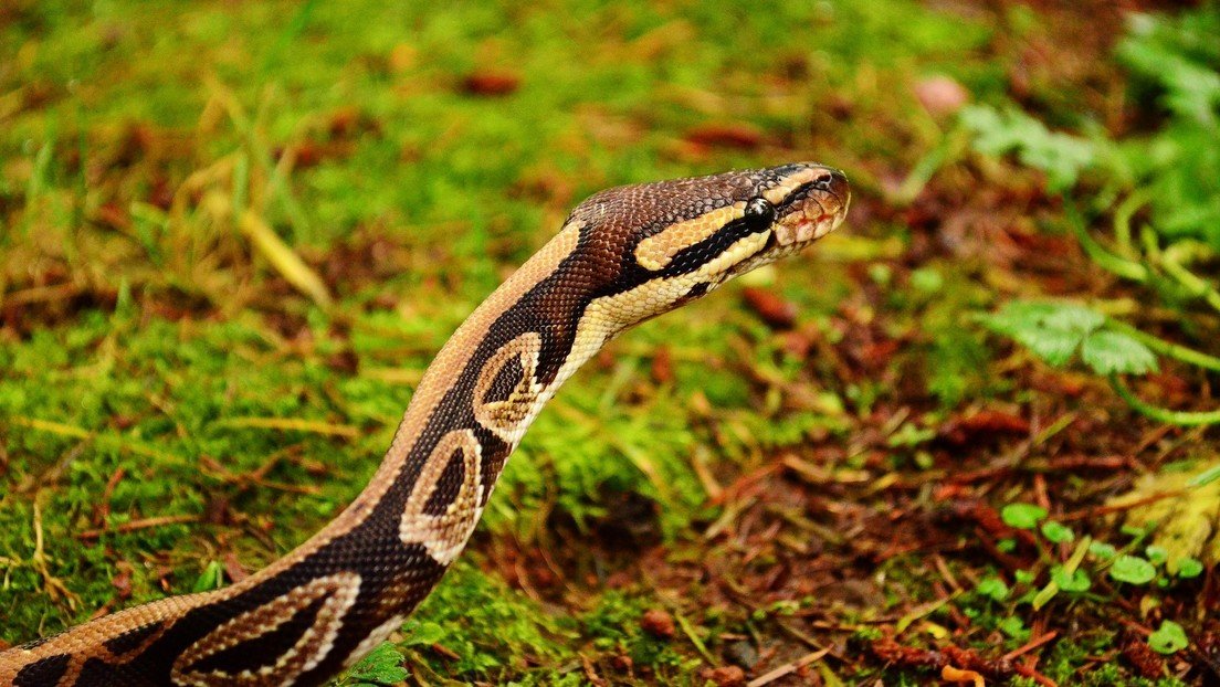 Propina un puñetazo y mata con un mazo a una pitón de 4,5 metros que mordió a su hijo y trataba de arrastrarlo a unos arbustos