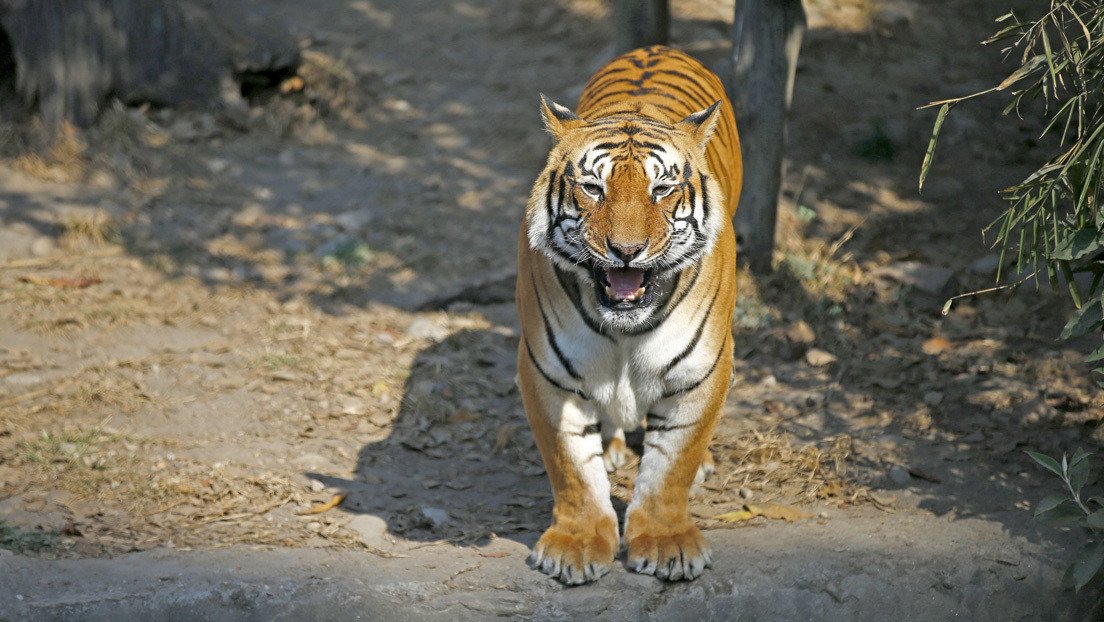 VIDEO: Rescate milagroso de un hombre atacado por un tigre en un zoológico