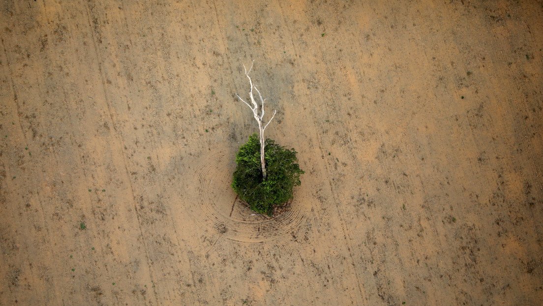 Alertan de que la Amazonía está en un "punto de inflexión" y puede convertirse en una sabana