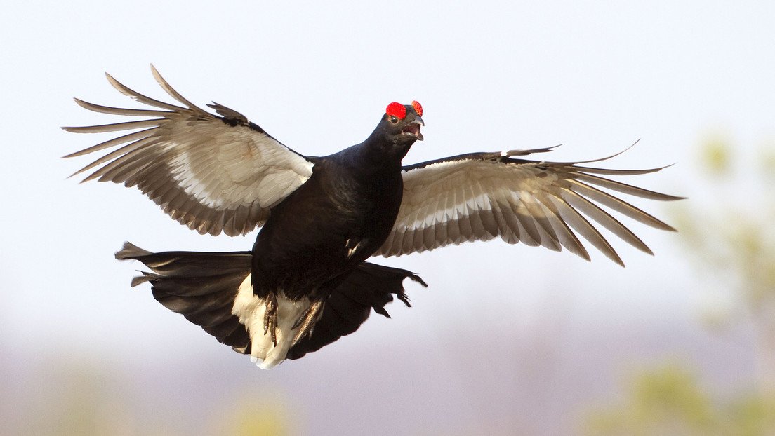 VIDEO: Un verdadero 'angry bird' ataca a un snowboardista ruso que lo cubrió de nieve en un 'cariñoso' derrape