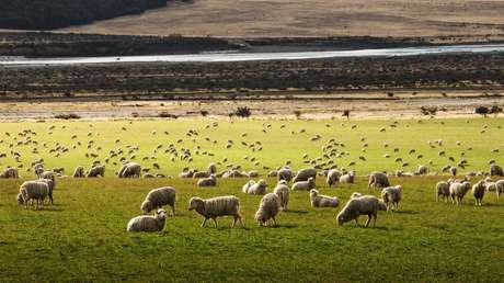 Nueva Zelanda lanza un programa genético que permitirá criar ovejas 'ecológicas' con baja emisión de metano