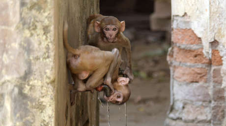 Utilizarán el reconocimiento facial en la India para identificar a los monos más peligrosos y esterilizarlos