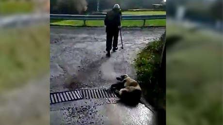 Un cazador en España dispara, apalea y arrastra moribunda a su perra y ahora se enfrenta a 18 meses en prisión