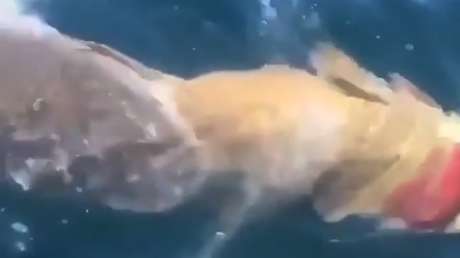 VIDEO: Un tiburón blanco lucha por devorar a un pez gigante a pocos metros de una embarcación