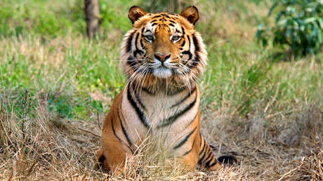 Un tigre bate récord al recorrer 1.300 kilómetros en busca de hogar, comida y compañera