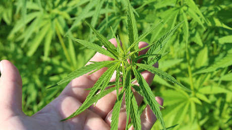 Brasil aprueba la venta de productos a base de cannabis