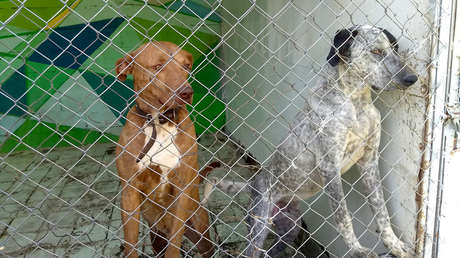 Un lugar único en el mundo que acoge a los perros en situación de riesgo en el Metro