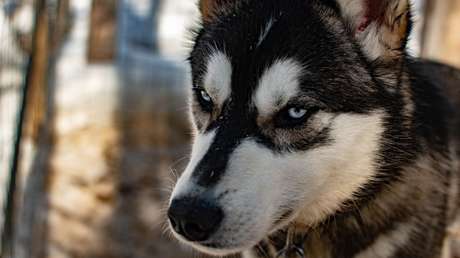 Perro enciende accidentalmente un microondas y por poco quema la casa de su dueña