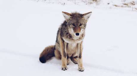 EE.UU. vuelve a permitir las 'bombas de cianuro' contra los depredadores a pesar de su peligro e impacto ambiental