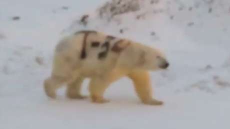 Hallan un oso polar con un mensaje pintado en su piel que podría poner en peligro su vida