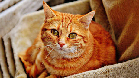 VIDEO: Un gato 'habla' con un perfecto acento sureño de EE.UU. y los usuarios no pueden parar de verlo