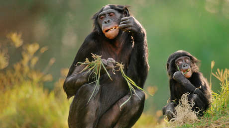 El alcohol salvó a nuestros ancestros de la extinción