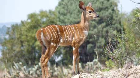 VIDEO: Cría de antílope cornea a un leopardo, pero este la observa con tranquilidad durante casi dos horas y entonces la come