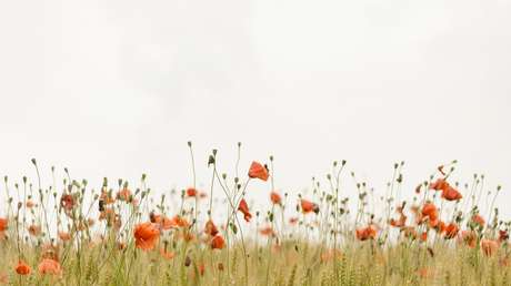 "Yo podría ser un pino": Nace el primer sitio que propone convertir restos humanos en fertilizantes