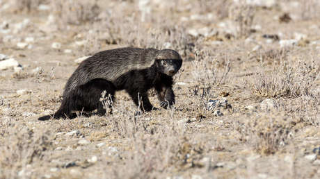 VIDEO: Dos chacales salvan al mamífero terrestre más agresivo del mundo de un ataque y reciben un 'violento agradecimiento'