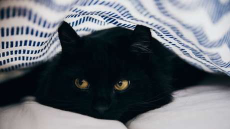 Una gatita 'resucita' con reanimación cardiopulmonar tras permanecer 20 minutos en una lavadora en marcha