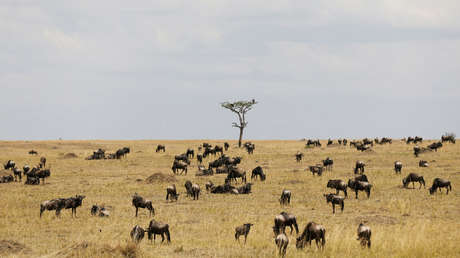 VIDEO: Una leona sigilosa saca tajada del ñu más despistado de la manada