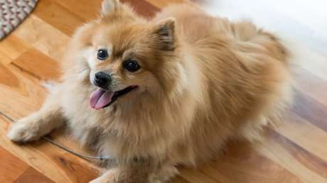 VIDEO: Joven rescata milagrosamente a un perro que casi muere atrapado en un ascensor