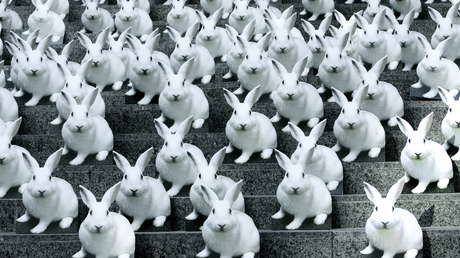 Crean un conejo impreso en 3D con las instrucciones sobre cómo imprimirlo contenidas en ADN