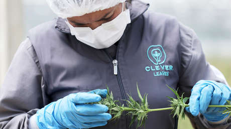 SpaceX enviará a la Estación Espacial Internacional cultivos de cannabis y café en 2020