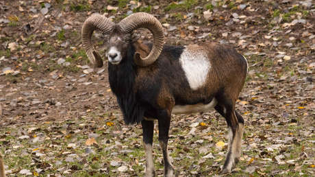 Donald Trump Jr. cazó un muflón en peligro de extinción en Mongolia