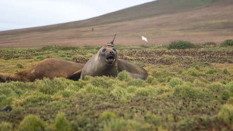 Un elefante marino mide los cambios térmicos de las corrientes oceánicas con un 'gorro' de la NASA