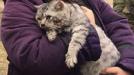 VIDEO: Bomberos rusos 'resucitan' a un gato rescatado de una casa incendiada