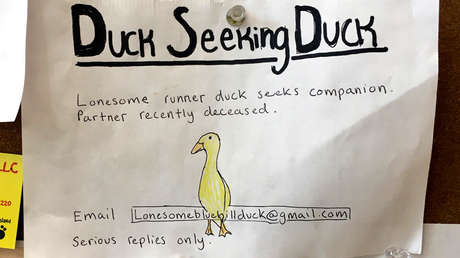 "Pata solitaria busca amigo": Un granjero encuentra pareja para su animal gracias a un anuncio