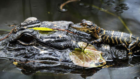 Lo devora un caimán (pero murió por otra causa)