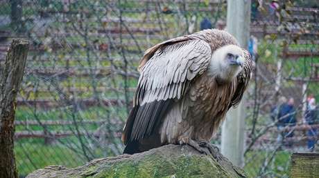 VIDEO: Un buitre finge estar muerto para evitar ser devorado por un tigre