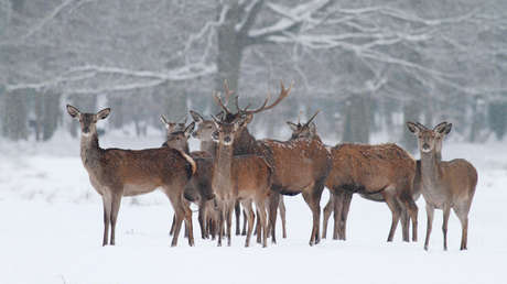VIDEO: Patinador acude al rescate de tres ciervos atrapados en el hielo
