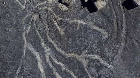 FOTOS: Hallan el bosque fósil más antiguo del mundo y es de hace 386 millones de años