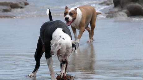 Saca a sus perros de paseo y estos encuentran un fósil de al menos 65 millones de años