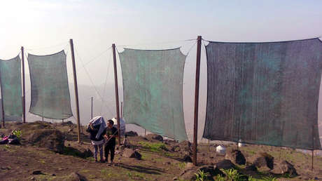 Desarrollan 'atrapanieblas' para abastecer de agua a los peruanos del desierto: ¿qué son y cómo funcionan?