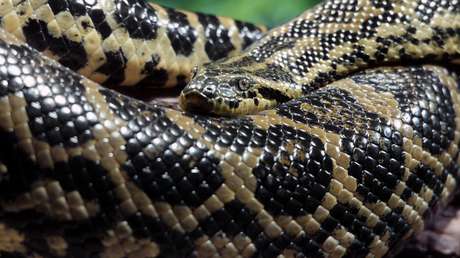 VIDEO: Tres ciclistas luchan contra una anaconda que intenta comerse a su perro