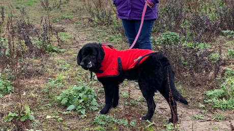 Una perrita con la cara desfigurada y el corazón "de oro puro" espera encontrar a una familia que la adopte