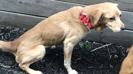 FOTOS: Olvida cerrar la puerta de su casa en la noche y al día siguiente recibe a un dulce e inesperado invitado