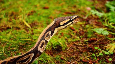 Propina un puñetazo y mata con un mazo a una pitón de 4,5 metros que mordió a su hijo y trataba de arrastrarlo a unos arbustos