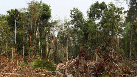 FOTOS: Hallan una nueva especie de monos en el Arco de Deforestación de Brasil pero corre riesgo de desaparecer