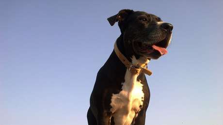 Mujer muere tras ser atacada por su pitbull mientras sufría un ataque de epilepsia