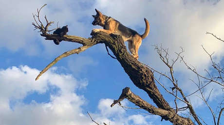 FOTOS: Un perro queda atrapado en la cima de un árbol mientras perseguía a un gato y ambos son rescatados por los bomberos