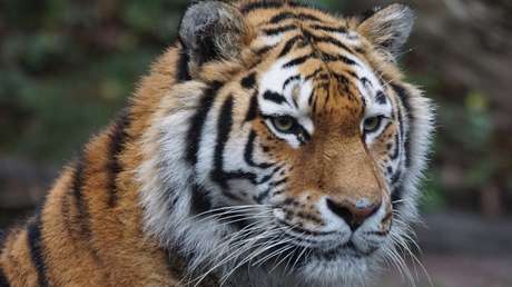 VIDEO: Un vidrio salva a un niño de las garras de un tigre en un zoológico