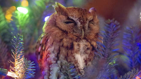 Una familia encuentra una lechuza en su árbol de Navidad una semana después de comprarlo