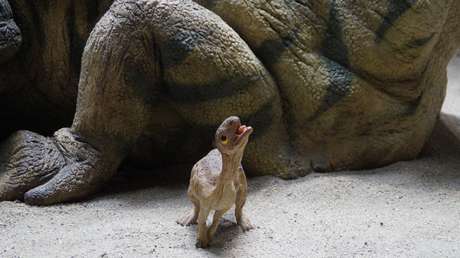 Este lagarto de 300 millones de años podría ser el primer ejemplo conocido de cuidado parental entre animales